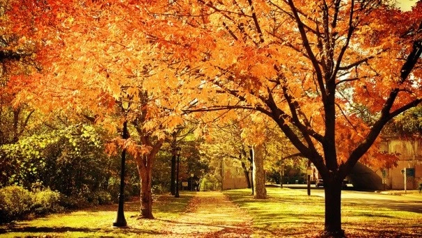 Na zdjęciu widoczny jest jesienny krajobraz w słoneczny dzień.